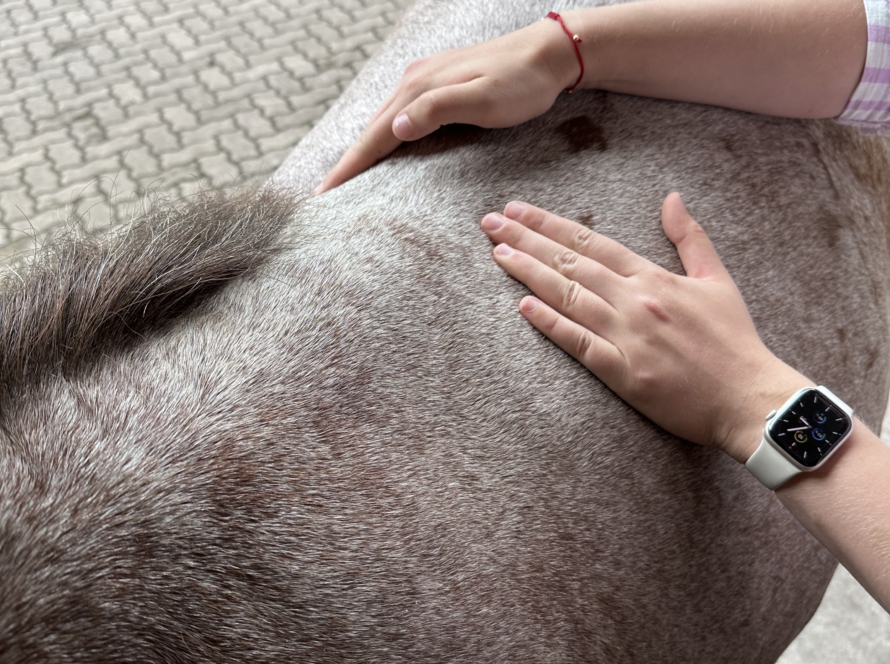 Massage für Pferde